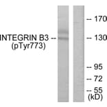 Western Blot - Anti-Integrin beta3 (phospho Tyr773) Antibody (A7118) - Antibodies.com