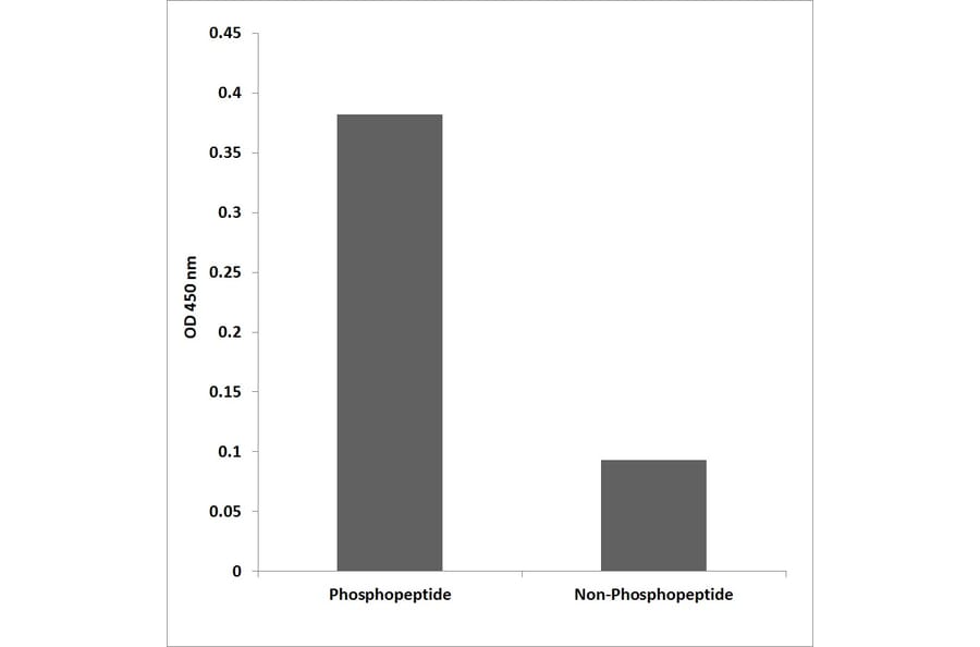ELISA - Anti-Integrin beta1 (phospho Thr789) Antibody (P12-1121) - Antibodies.com