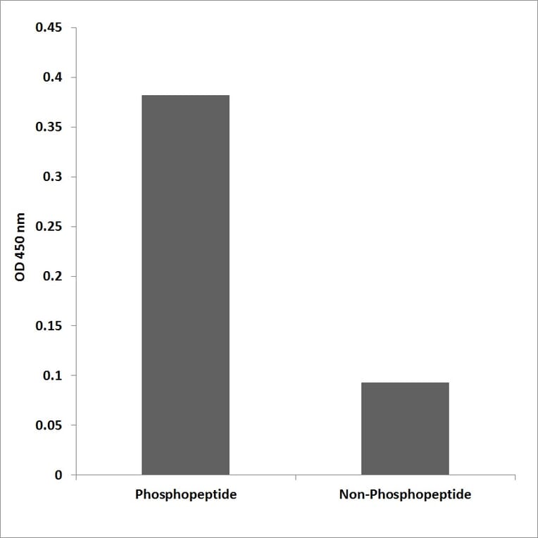 ELISA - Anti-Integrin beta1 (phospho Thr789) Antibody (P12-1121) - Antibodies.com