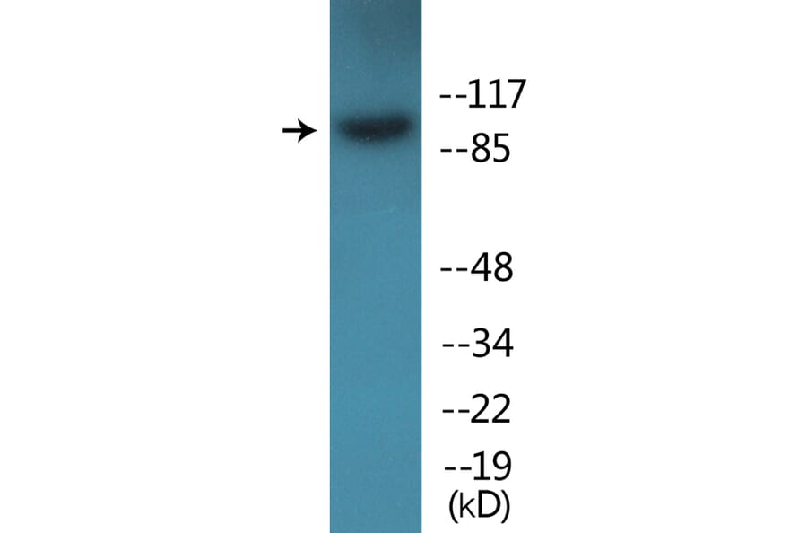 Western Blot - Anti-Integrin beta1 (phospho Thr789) Antibody (P12-1121) - Antibodies.com