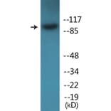 Western Blot - Anti-Integrin beta1 (phospho Thr789) Antibody (P12-1121) - Antibodies.com