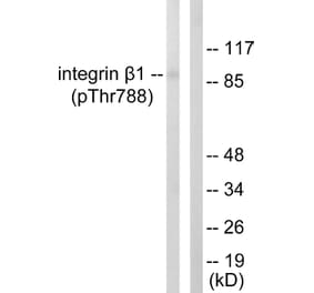 Western Blot - Anti-Integrin beta1 (phospho Thr788) Antibody (A0445) - Antibodies.com