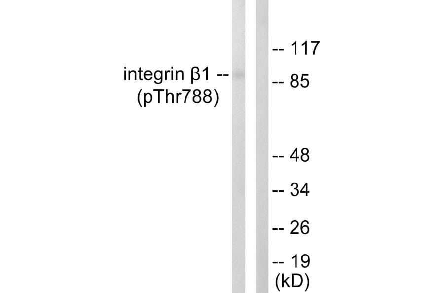 Western Blot - Anti-Integrin beta1 (phospho Thr788) Antibody (A0445) - Antibodies.com