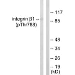 Western Blot - Anti-Integrin beta1 (phospho Thr788) Antibody (A0445) - Antibodies.com