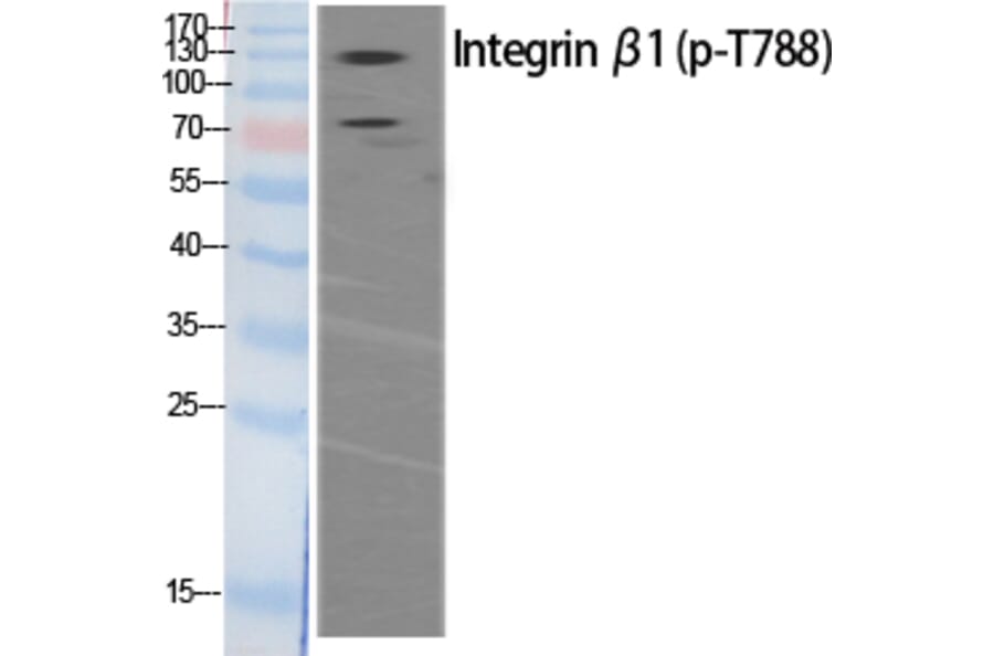 Western Blot - Anti-Integrin beta1 (phospho Thr788) Antibody (A0445) - Antibodies.com