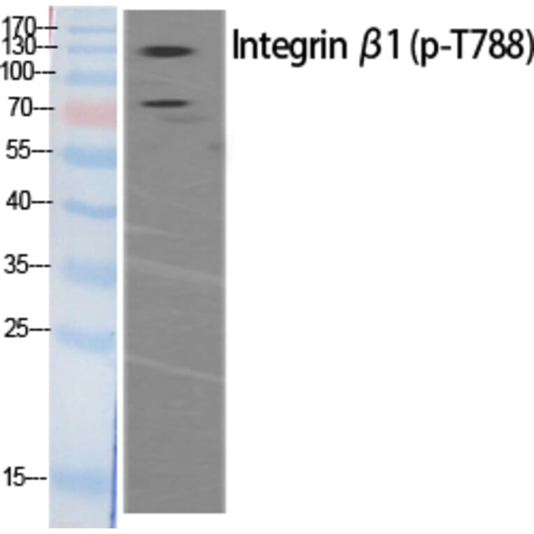 Western Blot - Anti-Integrin beta1 (phospho Thr788) Antibody (A0445) - Antibodies.com
