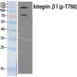 Western Blot - Anti-Integrin beta1 (phospho Thr788) Antibody (A0445) - Antibodies.com