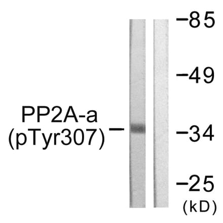 Western Blot - Anti-PP2A-alpha (phospho Tyr307) Antibody (A0555) - Antibodies.com