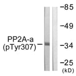 Western Blot - Anti-PP2A-alpha (phospho Tyr307) Antibody (A0555) - Antibodies.com