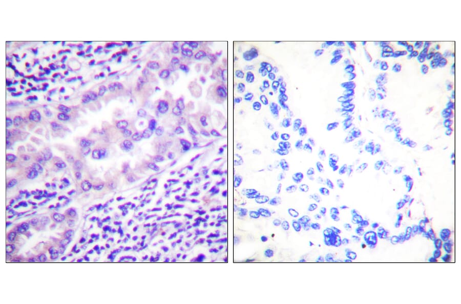 Immunohistochemistry - Anti-PP2A-alpha (phospho Tyr307) Antibody (A0555) - Antibodies.com
