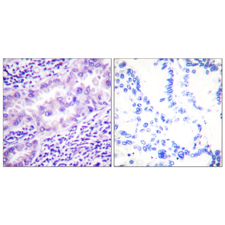 Immunohistochemistry - Anti-PP2A-alpha (phospho Tyr307) Antibody (A0555) - Antibodies.com