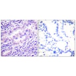 Immunohistochemistry - Anti-PP2A-alpha (phospho Tyr307) Antibody (A0555) - Antibodies.com