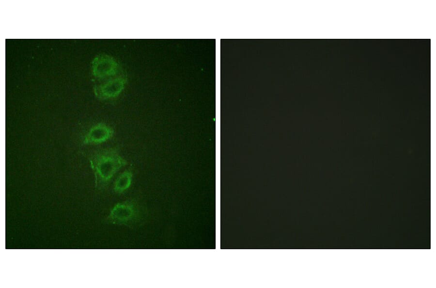 Immunofluorescence - Anti-PP2A-alpha (phospho Tyr307) Antibody (A0555) - Antibodies.com