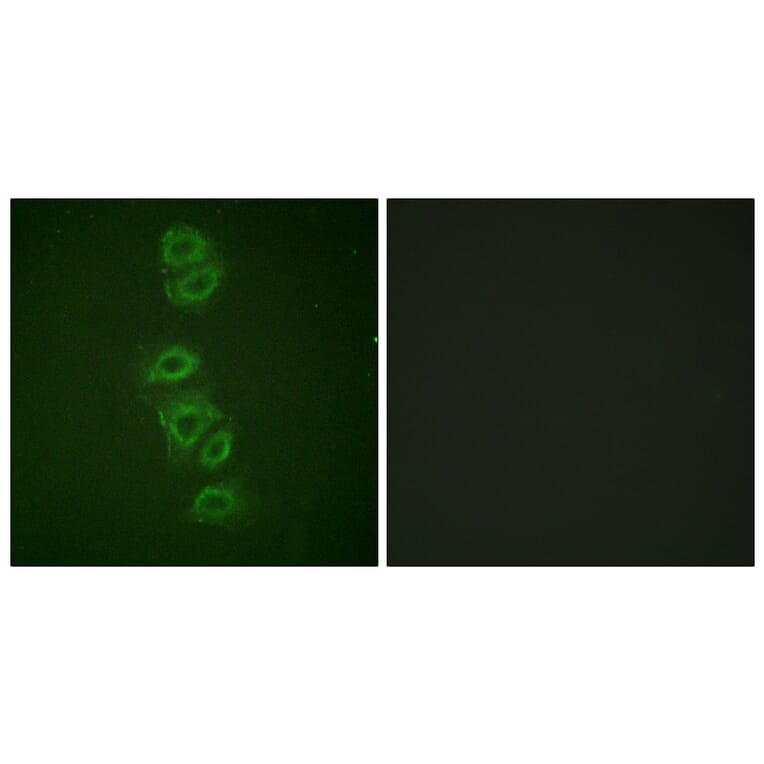 Immunofluorescence - Anti-PP2A-alpha (phospho Tyr307) Antibody (A0555) - Antibodies.com