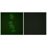 Immunofluorescence - Anti-PP2A-alpha (phospho Tyr307) Antibody (A0555) - Antibodies.com