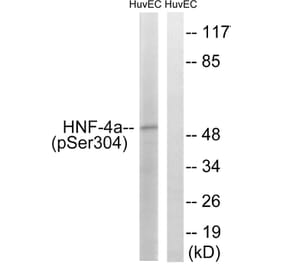 Western Blot - Anti-HNF4 alpha (phospho Ser313) Antibody (A7108) - Antibodies.com