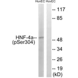 Western Blot - Anti-HNF4 alpha (phospho Ser313) Antibody (A7108) - Antibodies.com