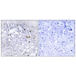 Immunohistochemistry - Anti-HNF4 alpha (phospho Ser313) Antibody (A7108) - Antibodies.com