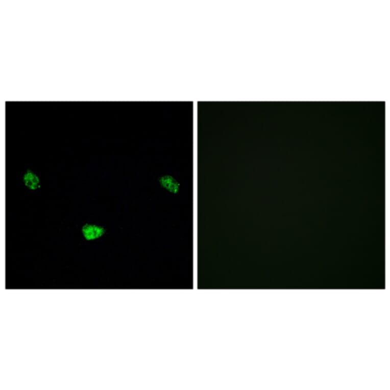Immunofluorescence - Anti-HNF4 alpha (phospho Ser313) Antibody (A7108) - Antibodies.com