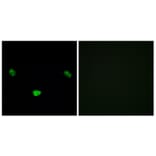 Immunofluorescence - Anti-HNF4 alpha (phospho Ser313) Antibody (A7108) - Antibodies.com