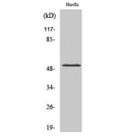 Western Blot - Anti-HNF4 alpha (phospho Ser313) Antibody (A7108) - Antibodies.com