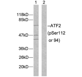 Western Blot - Anti-ATF2 (phospho Ser112 or 94) Antibody (A7012) - Antibodies.com
