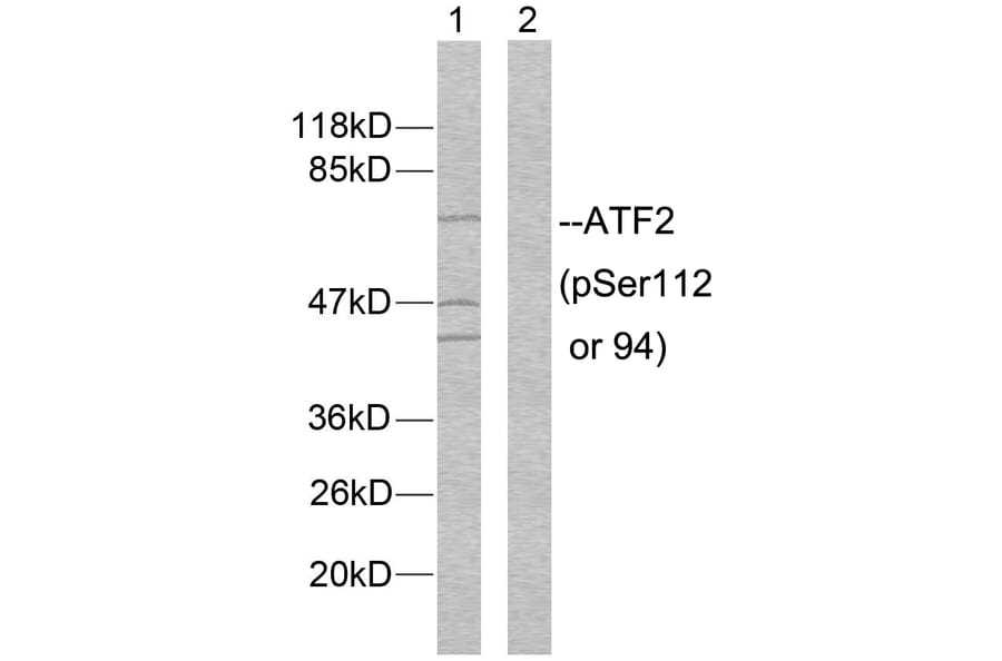 Western Blot - Anti-ATF2 (phospho Ser112 or 94) Antibody (A7012) - Antibodies.com