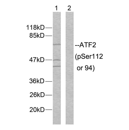 Western Blot - Anti-ATF2 (phospho Ser112 or 94) Antibody (A7012) - Antibodies.com