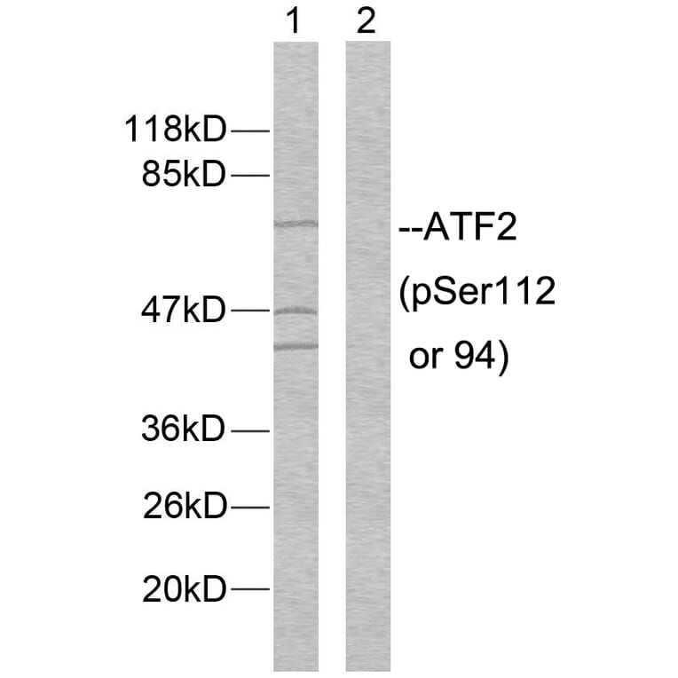 Western Blot - Anti-ATF2 (phospho Ser112 or 94) Antibody (A7012) - Antibodies.com