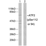 Western Blot - Anti-ATF2 (phospho Ser112 or 94) Antibody (A7012) - Antibodies.com