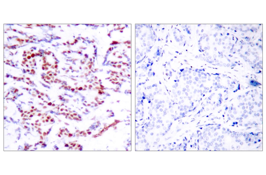 Immunohistochemistry - Anti-ATF2 (phospho Ser112 or 94) Antibody (A7012) - Antibodies.com