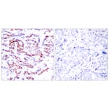 Immunohistochemistry - Anti-ATF2 (phospho Ser112 or 94) Antibody (A7012) - Antibodies.com