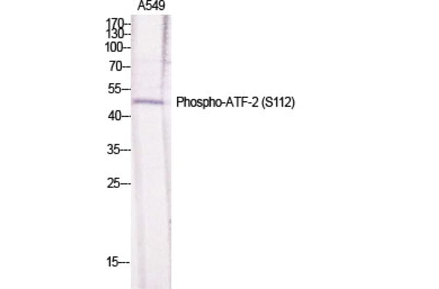 Western Blot - Anti-ATF2 (phospho Ser112 or 94) Antibody (A7012) - Antibodies.com