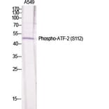 Western Blot - Anti-ATF2 (phospho Ser112 or 94) Antibody (A7012) - Antibodies.com