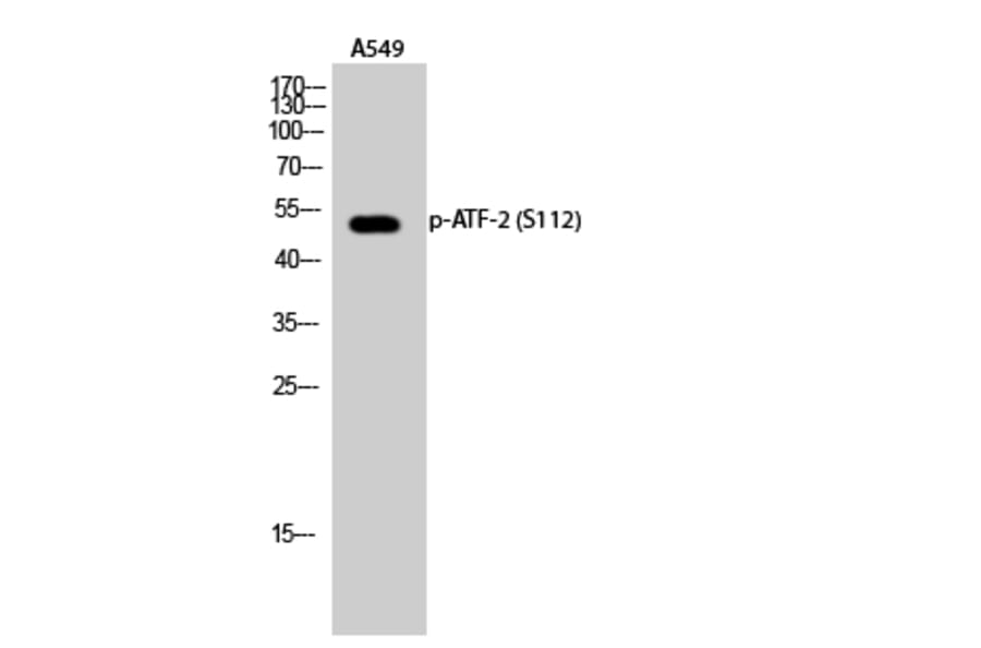 Western Blot - Anti-ATF2 (phospho Ser112 or 94) Antibody (A7012) - Antibodies.com