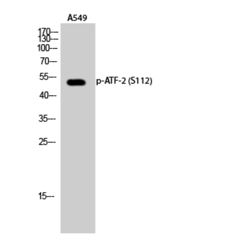 Western Blot - Anti-ATF2 (phospho Ser112 or 94) Antibody (A7012) - Antibodies.com