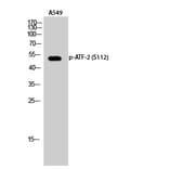 Western Blot - Anti-ATF2 (phospho Ser112 or 94) Antibody (A7012) - Antibodies.com