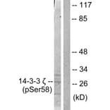 Western Blot - Anti-14-3-3 zeta (phospho Ser58) Antibody (A0001) - Antibodies.com