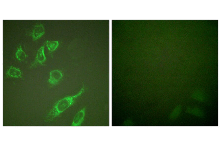 Immunofluorescence - Anti-14-3-3 zeta (phospho Ser58) Antibody (A0001) - Antibodies.com
