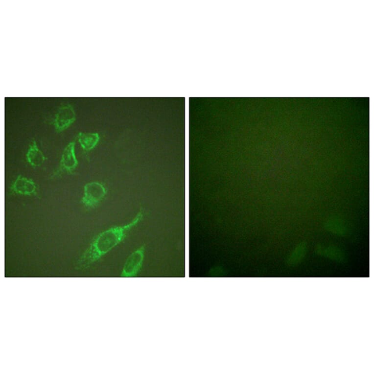 Immunofluorescence - Anti-14-3-3 zeta (phospho Ser58) Antibody (A0001) - Antibodies.com