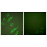 Immunofluorescence - Anti-14-3-3 zeta (phospho Ser58) Antibody (A0001) - Antibodies.com