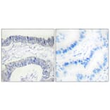 Immunohistochemistry - Anti-FA12 (heavy chain, cleaved Ile20) Antibody (L0204) - Antibodies.com