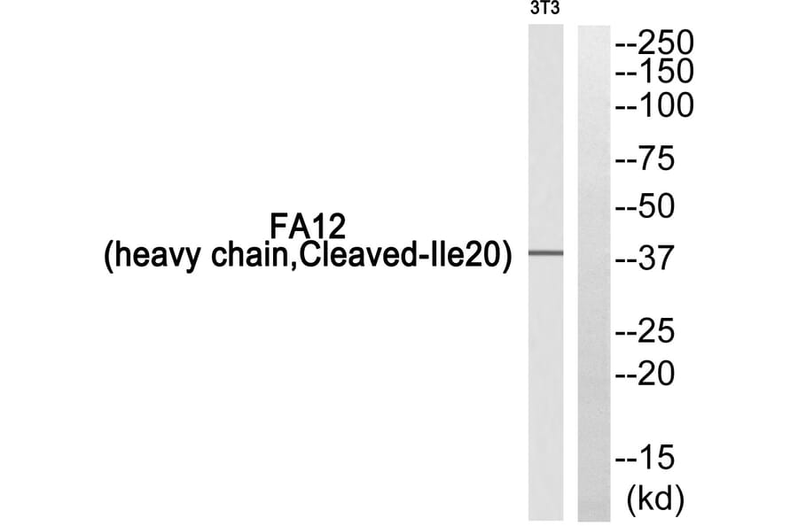 Western Blot - Anti-FA12 (heavy chain, cleaved Ile20) Antibody (L0204) - Antibodies.com