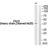 Western Blot - Anti-FA12 (heavy chain, cleaved Ile20) Antibody (L0204) - Antibodies.com