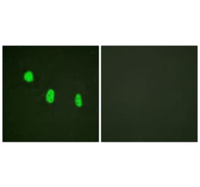 Immunofluorescence - Anti-CEBP epsilon (phospho Thr74) Antibody (A0827) - Antibodies.com
