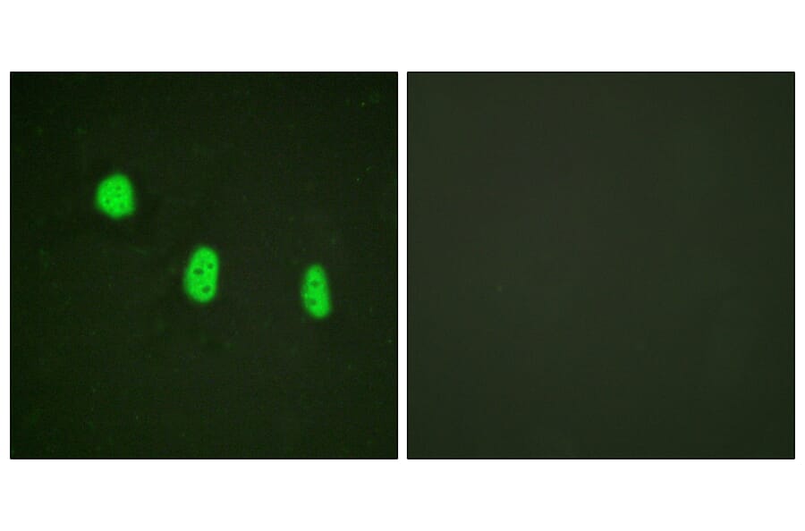 Immunofluorescence - Anti-CEBP epsilon (phospho Thr74) Antibody (A0827) - Antibodies.com