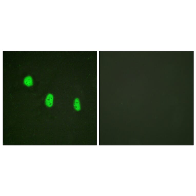 Immunofluorescence - Anti-CEBP epsilon (phospho Thr74) Antibody (A0827) - Antibodies.com