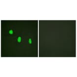 Immunofluorescence - Anti-CEBP epsilon (phospho Thr74) Antibody (A0827) - Antibodies.com