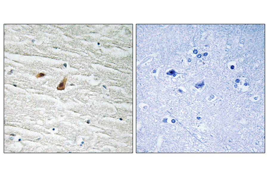 Immunohistochemistry - Anti-CEBP epsilon (phospho Thr74) Antibody (A0827) - Antibodies.com