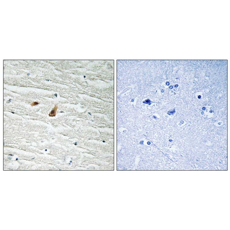 Immunohistochemistry - Anti-CEBP epsilon (phospho Thr74) Antibody (A0827) - Antibodies.com